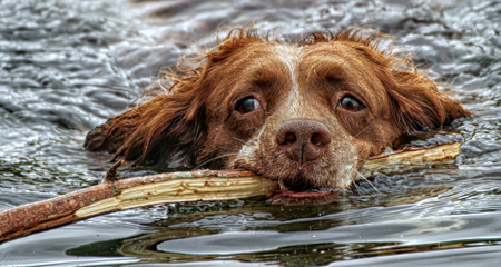 Dog With Stick