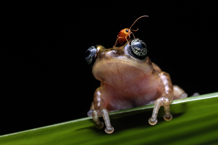 Frog And The Fly