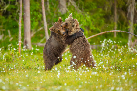 Brown Bear 1