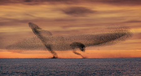 Murmurations Of Starlings