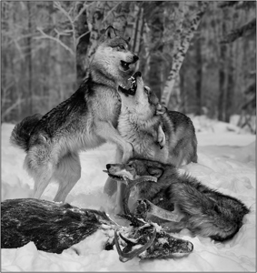 Carcass Challenge