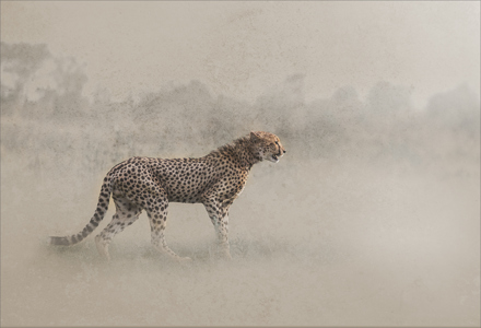 Cheetah In The Dust