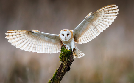 Angelic Barn Owl