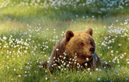 Nice To Be A Bear