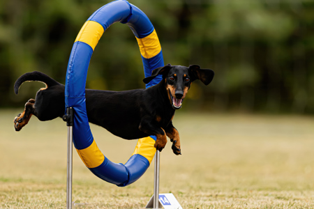 Flying Dachshund