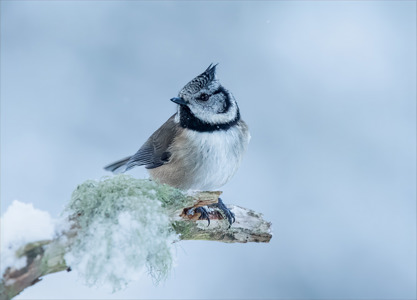 View on Lightbox Crested Tit In A Pose Position