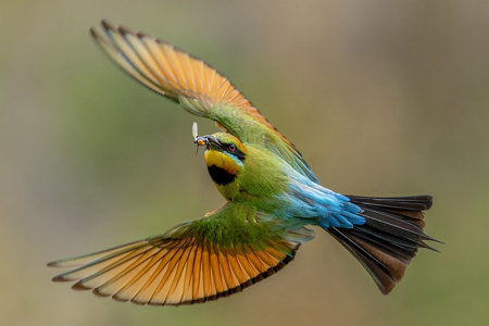 Bee Eater With Dinner
