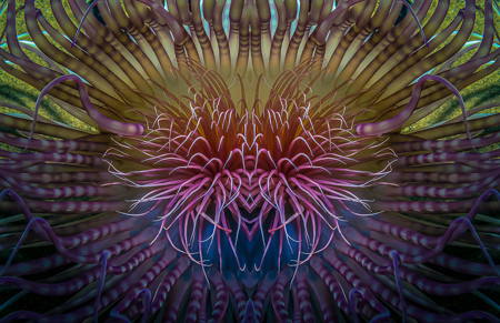Aggressive Sea Anemone Mirrored
