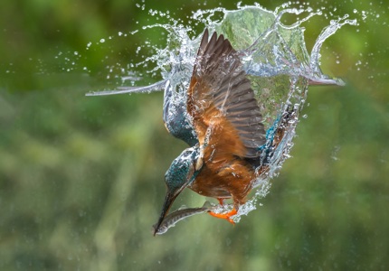 Dive