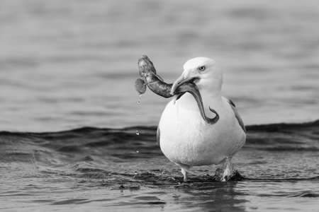 Herring Gull With Eelpout