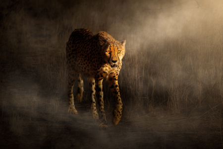 Cheetah 2