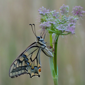 Schmetterling