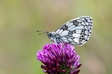 Marbled White On Red Clover