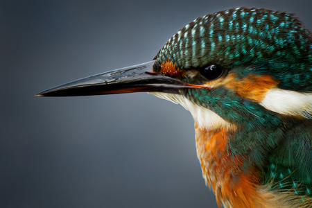 Kingfisher Portrait