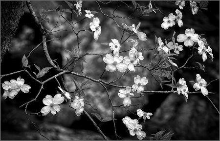 Delicate Dogwood Blossoms