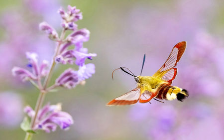 Colors Of Nature