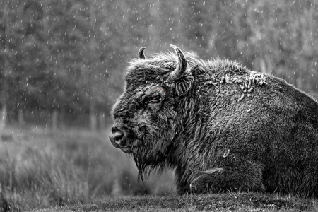 Bison In The Rain
