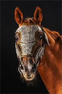 The Armoured Head
