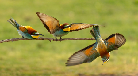 Colors Of Nature 4