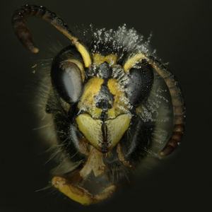 Vespula Vulgaris