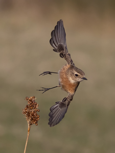 Female Stonechat In Flight