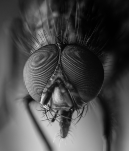 Fly