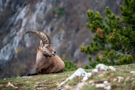 Koenig Der Alpen