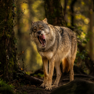 Tired Wolf