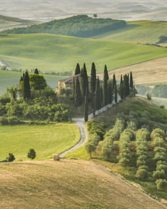 Belvedere View