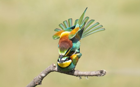 Balancing