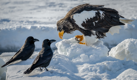 Cheeky Karasu Locks Eyes With Eagle