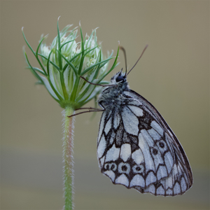 Schachbrettfalter