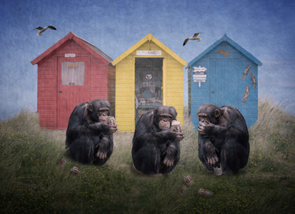 Cheeky Chimps On A Seaside Sip