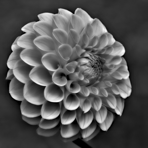 Dahlia