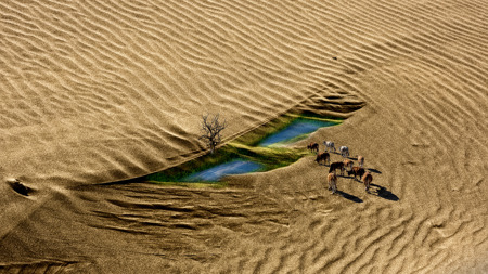 Cow On The Sandbar