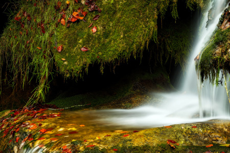 AGUA Y HOJAS