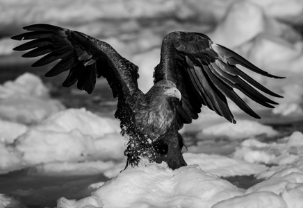 Wings Of An Eagle