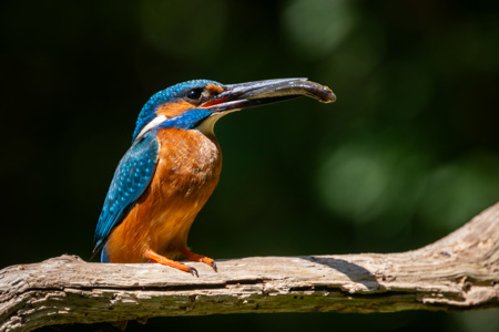 Kingfisherwith Prey