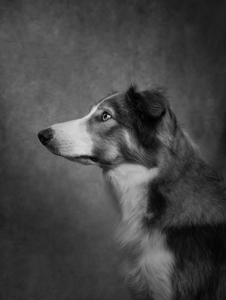 Profile Of A Guardian
