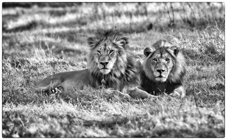 Two Brothers Waiting