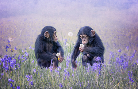 Among The Bluebells