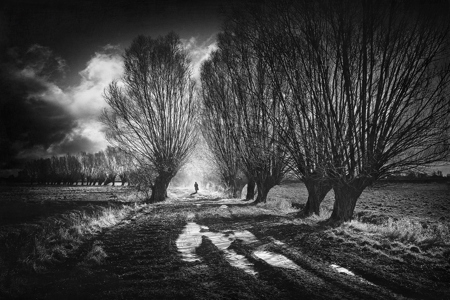 Willow Alley