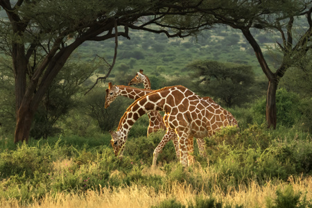 Giraffes Under Acacia 02