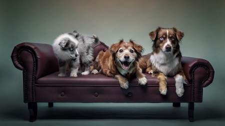 Happy Family