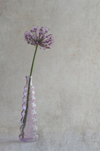 Allium