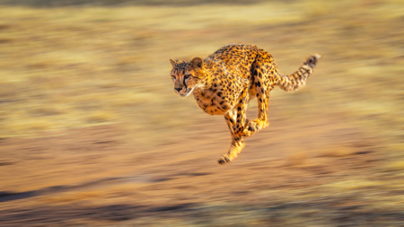 Cheetah 3