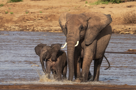 Babys All Wet Crossing