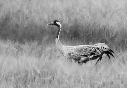 Crane And Grain