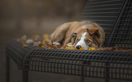 Hiding In Autumn