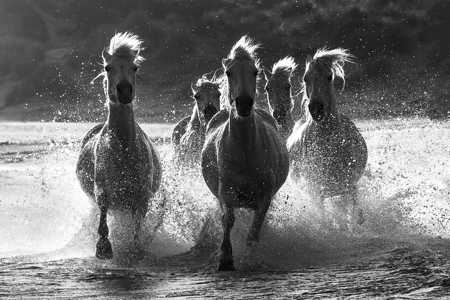 5 Horses Running Dark